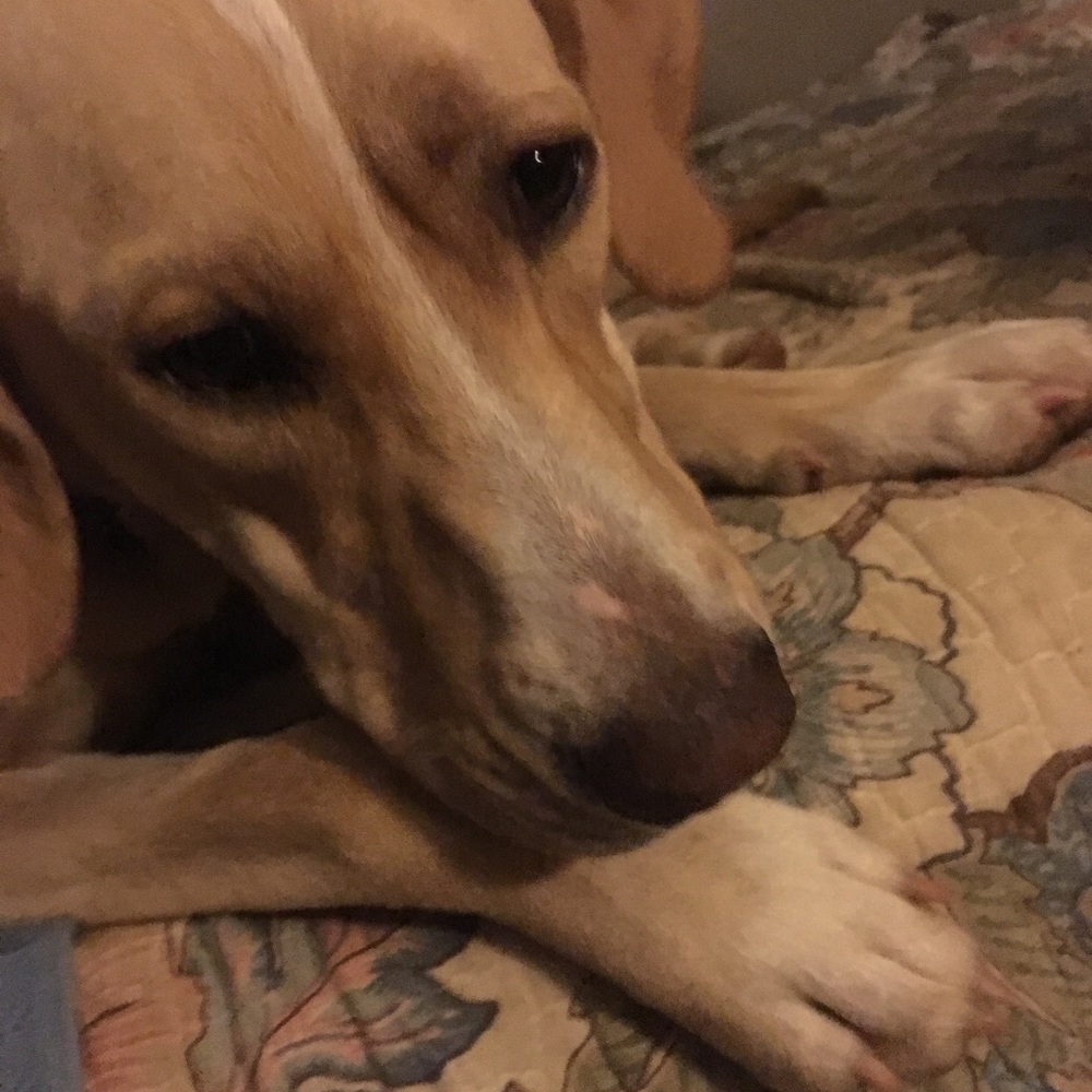 Meet your Posher, Ember